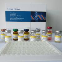 Rat Insulin (INS) ELISA kit/大鼠胰岛素酶联免疫检测试剂盒