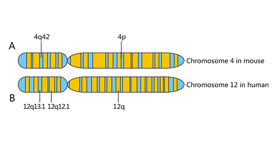 Chromosome localization of NKG2D