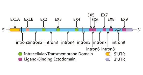 The gene structure of human NKG2D