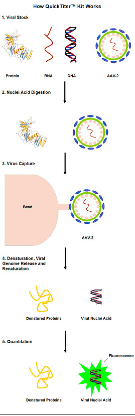 腺相关病毒（AAV）滴度检测试剂盒——高分文章引用