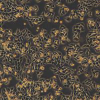 浙江美森-人恶性黑色素瘤细胞 A-375