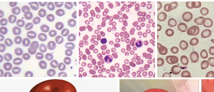 无菌脱纤维猫血/无菌脱纤维猫血/无菌脱纤维猫血