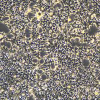 逆转录病毒包装细胞系 Plat-E