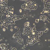 人永生化角质形成细胞 HaCaT