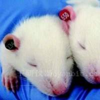 无磁小鼠耳标,无磁大鼠耳标,无磁老鼠耳标