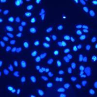 荧光DAPI染色