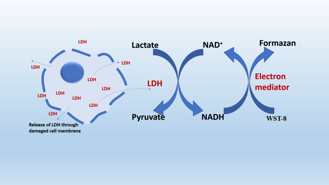 免费试用 | LDH细胞毒性检测灵敏度不高?试试Elabscience®的LDH细胞毒性试剂盒吧