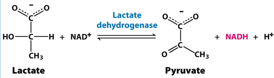 免费试用 | LDH细胞毒性检测灵敏度不高？试试Elabscience®的LDH细胞毒性试剂盒吧