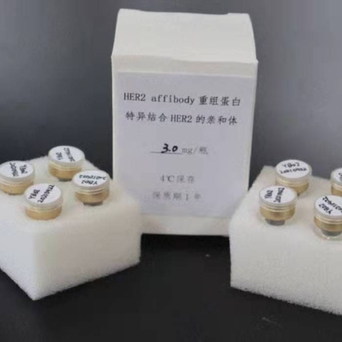 HER2 affibody（特异结合HER2的亲和体）重组蛋白