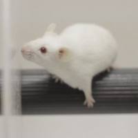 旋转杆实验 / 动物行为学实验