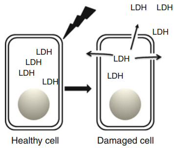 免费试用 | LDH细胞毒性检测灵敏度不高?试试Elabscience®的LDH细胞毒性试剂盒吧