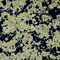 小鼠巨噬细胞 Ana-1