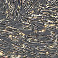 人胚肺二倍体细胞2BS现货