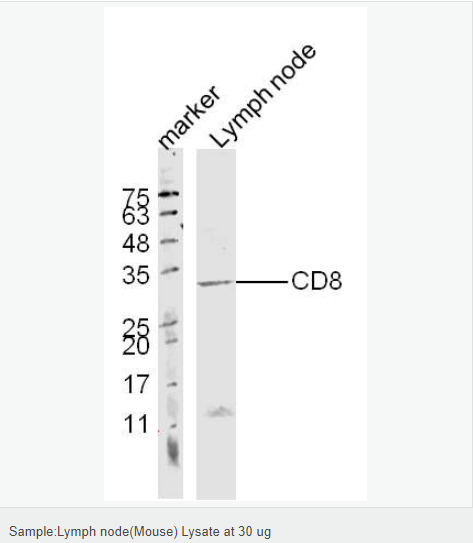 CD8抗体