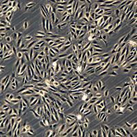 浙江美森-人视网膜色素上皮细胞 ARPE-19