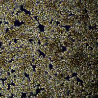 浙江美森-人胚肾细胞-F克隆293F