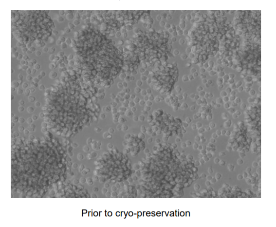 ECACC RPMI 8866细胞