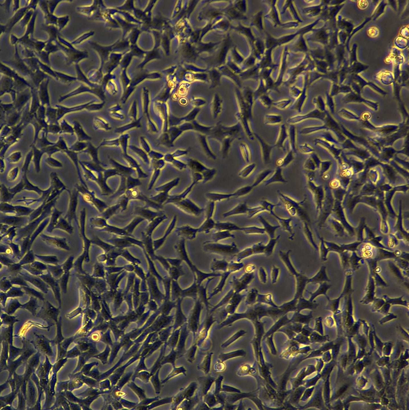 小鼠胚胎成纤维细胞 3T3-L1