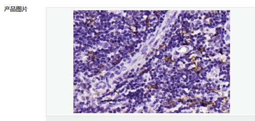 CD163重组兔单克隆抗体