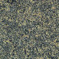 稳定表达RspoI蛋白的293T细胞 293T-H-RspoI-Fc(Cultrex R-spondin1 (Rspo1) Cells)