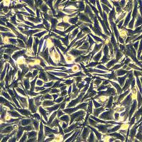 人黑色素瘤细胞A2058