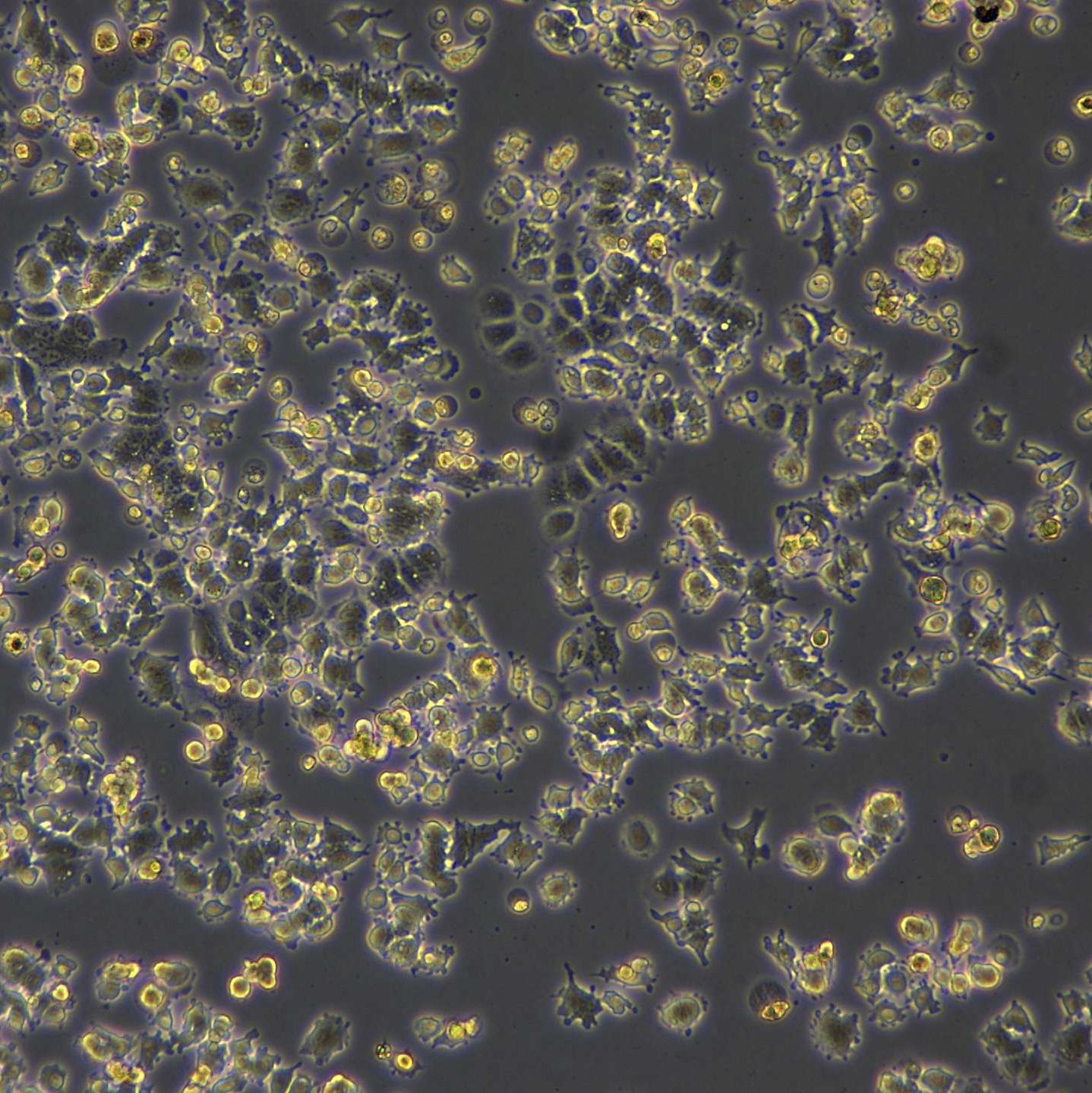 人肺癌细胞A-427(iCas9)现货