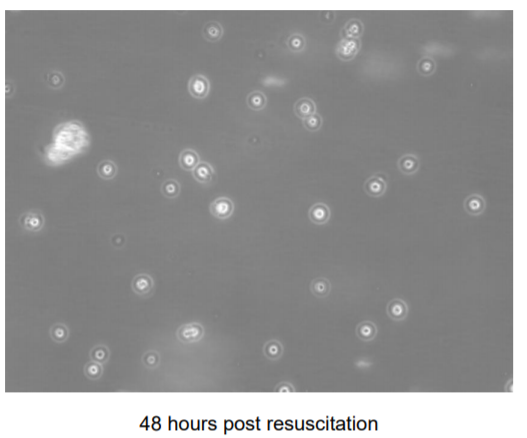 ECACC RPMI 8866细胞