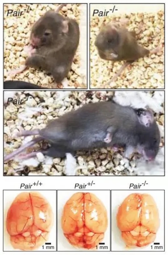 lncRNA研究进展盘点（20210819）