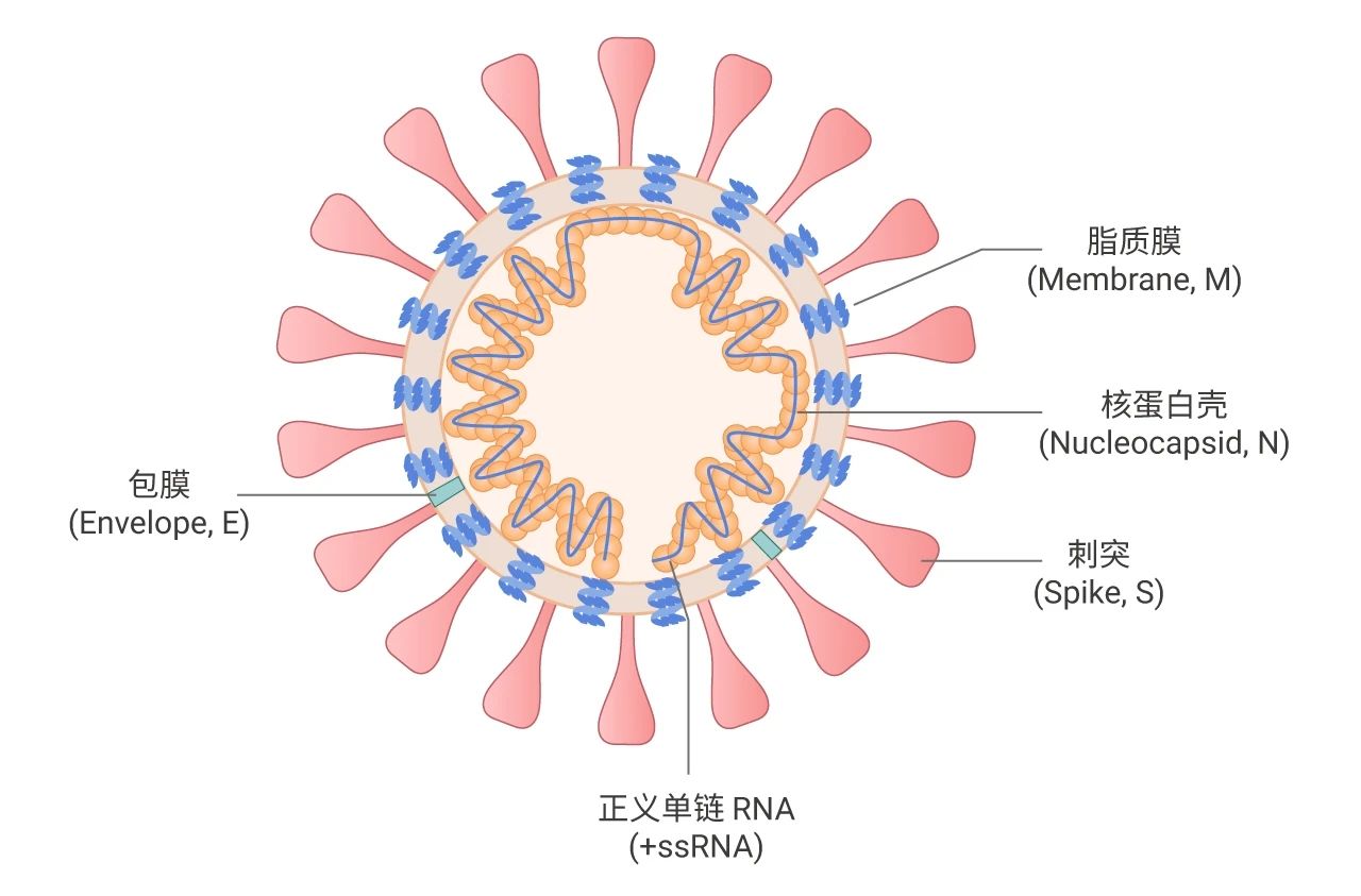 MCE | 新冠 德尔塔病毒