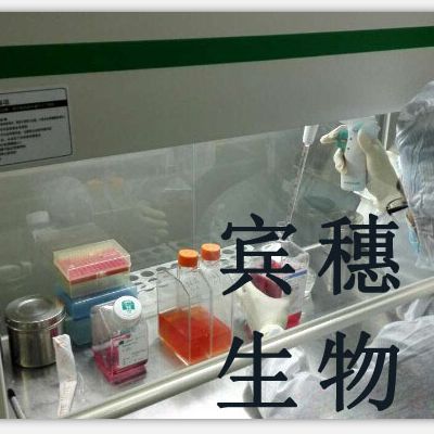 MC3T3-E1;小鼠胚胎成骨细胞前体克隆扩增细胞|配套完全培养基