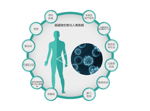 肠道微生物群的变化——生活在肠道中的数万亿细菌和其他微生物，可以改变大脑和行为