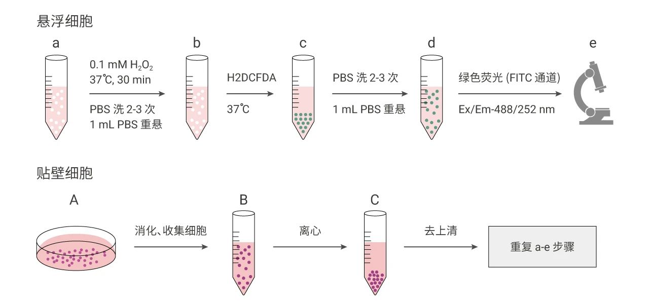 H2DCFDA | ROS 荧光探针检测法