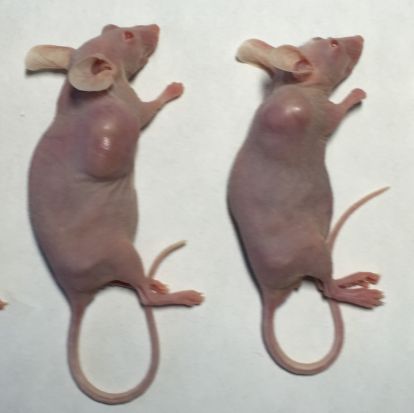 裸鼠皮下成瘤模型/CDX模型