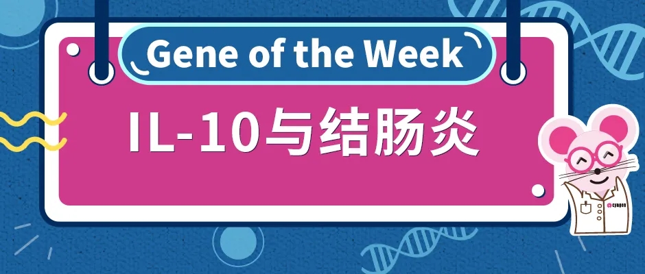 IL-10基因敲除小鼠与结肠炎
