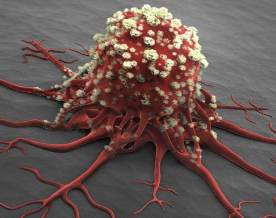 MDA-MB-468-GFP 人乳腺癌细胞-绿色标记