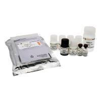 Human BMP-2 ELISA Kit