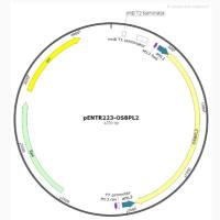 pENTR223-OSBPL2人源基因质粒