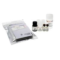 Human IGFBP4 (N-terminal Fragment) ELISA Kit