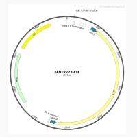 pENTR223-LTF人源基因质粒