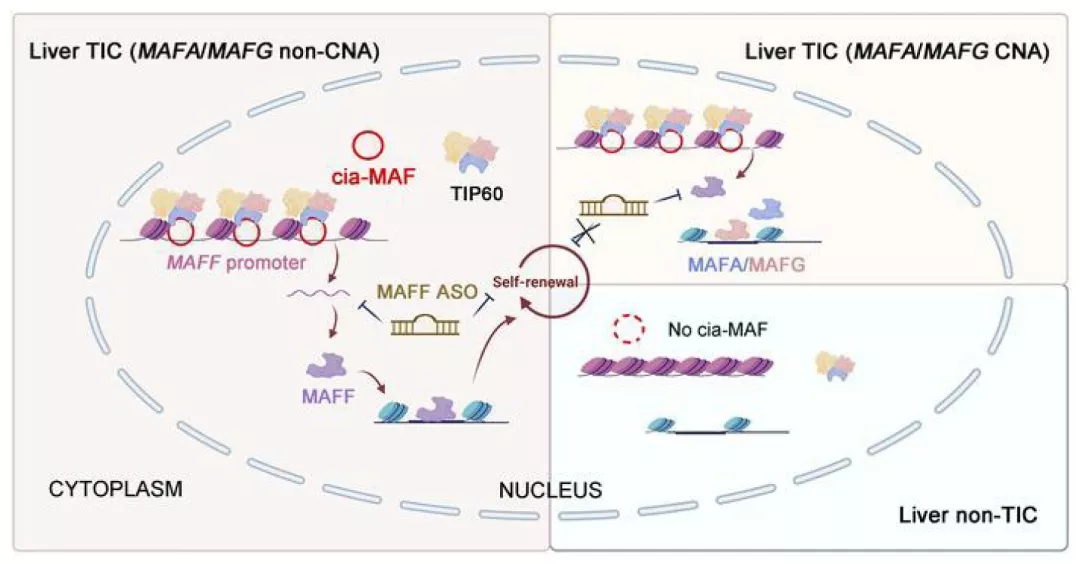 J Clin Invest丨环状RNA cia-MAF通过转录因子MAFF驱动肝癌启始细胞的自我更新和转移