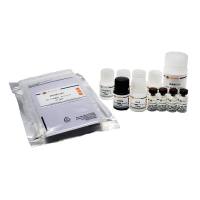 Human CCL19/ MIP-3 ELISA Kit
