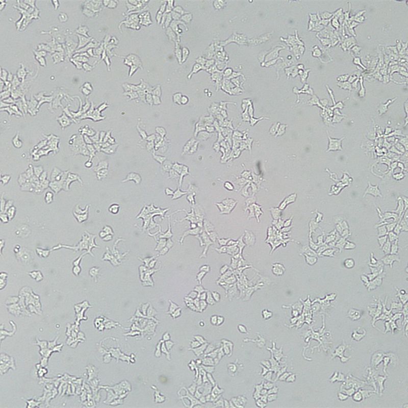 HCC827人肺腺癌细胞