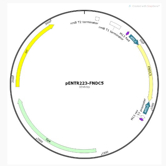 pENTR223-FNDC5人源基因质粒