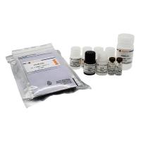 Human KGF/FGF-7 ELISA Kit