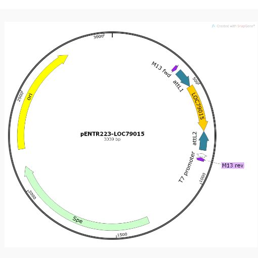 pENTR223-LOC79015人源基因质粒
