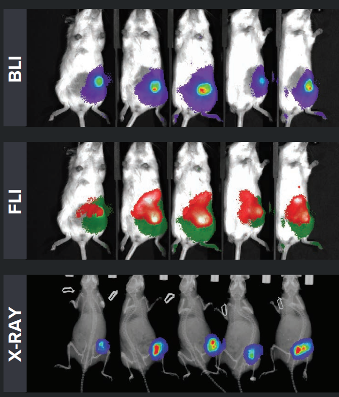小动物活体光学成像系统