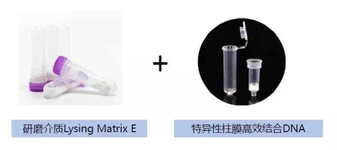 What??明明是同一个粪便,为什么他提取的 DNA的纯度总比我高?