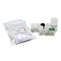 Human IL-10 ELISA Kit