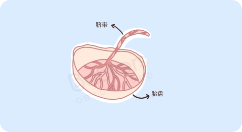 杭州美华提醒：胎盘很重要！但最后得当「垃圾」丢了