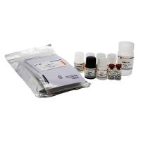 Human Leptin ELISA Kit